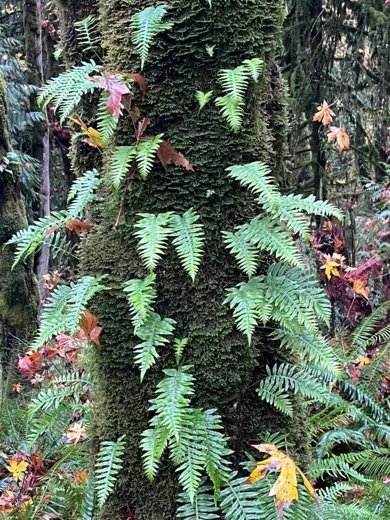 Bright green ferns growing from a moss-covered tree trunk in Forest Park in Portland, Oregon.