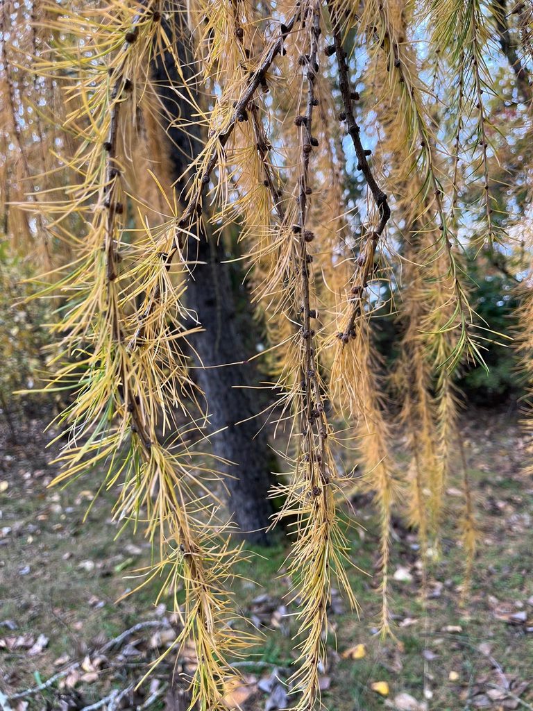 Golden yellow needles on a larch tree at Kelley Point Park in Portland, Oregon.